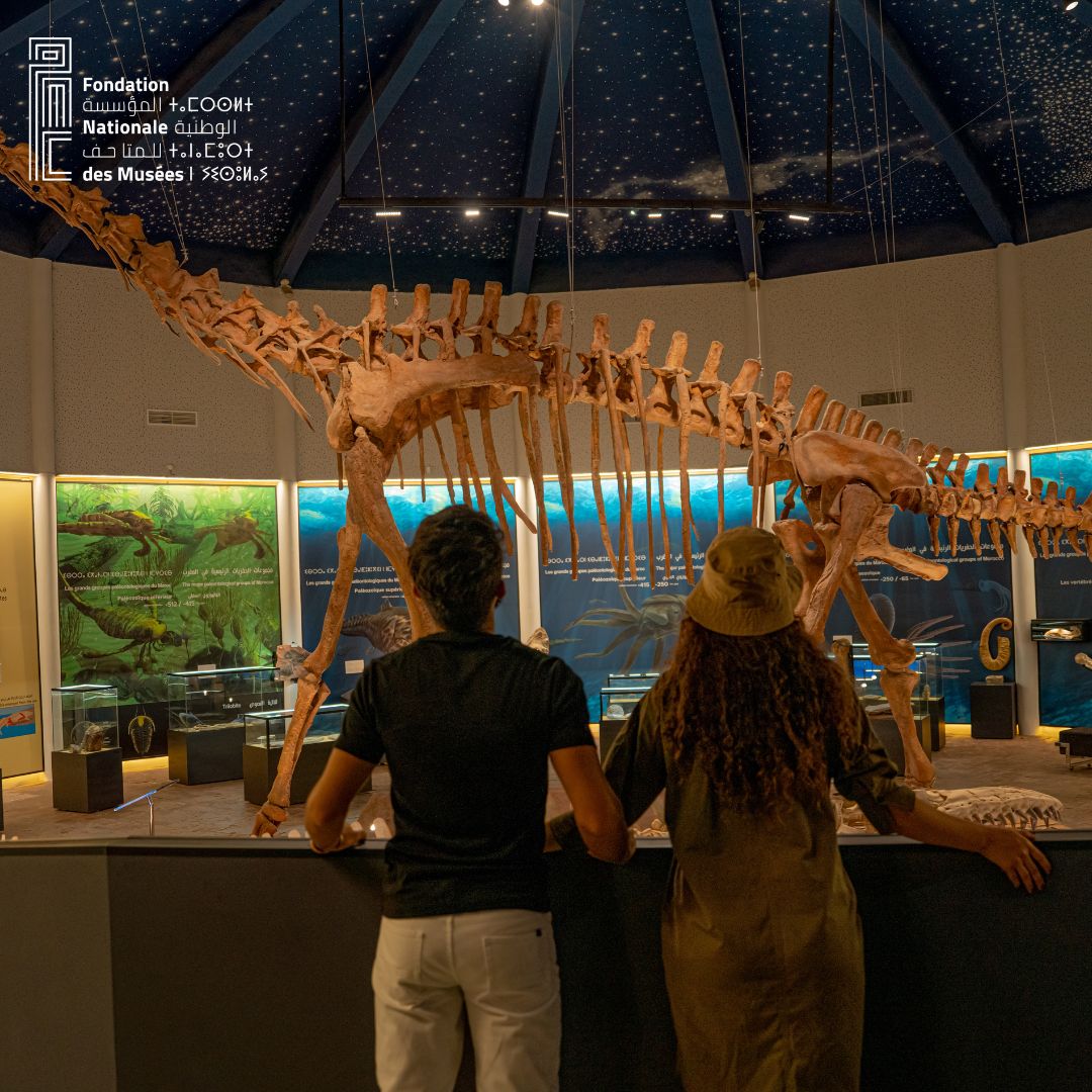 Squelette de sauropode — Musée paléontologique