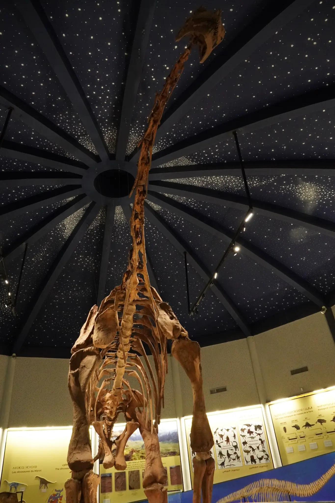 Long cou vers les étoiles — Sauropode géant