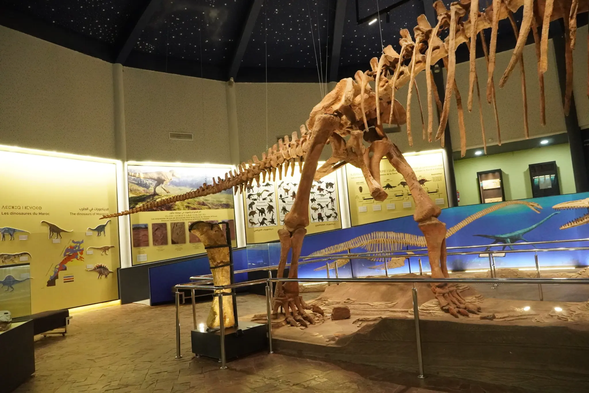 Squelette de sauropode — Vue d'ensemble du musée